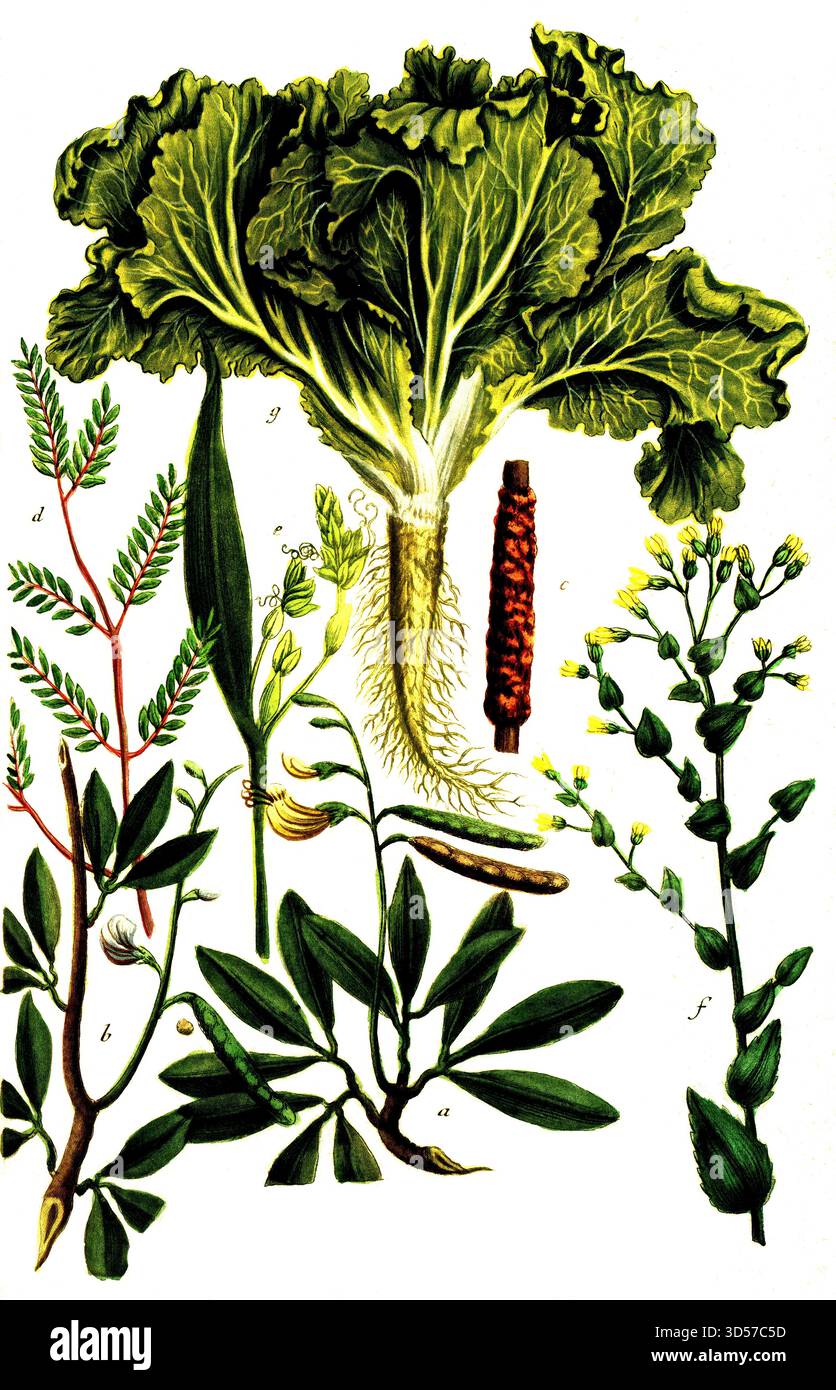 Botanik, Pflanzen, a. Laburnum, syn Anagyris flore luteo, B. Laburnum sive anagyris africana, c. Lacca inbaculis, d. Luccifera Arbor, e. Lachryma jobi Job's Tears, f. Lactuca capitata Kopfsalat, g. Lactuca crispa Curly Salat, historisch, authentisch, digital restaurierte Reproduktion aus einem Original des 19. Jahrhunderts, Datum nicht angegeben Stockfoto