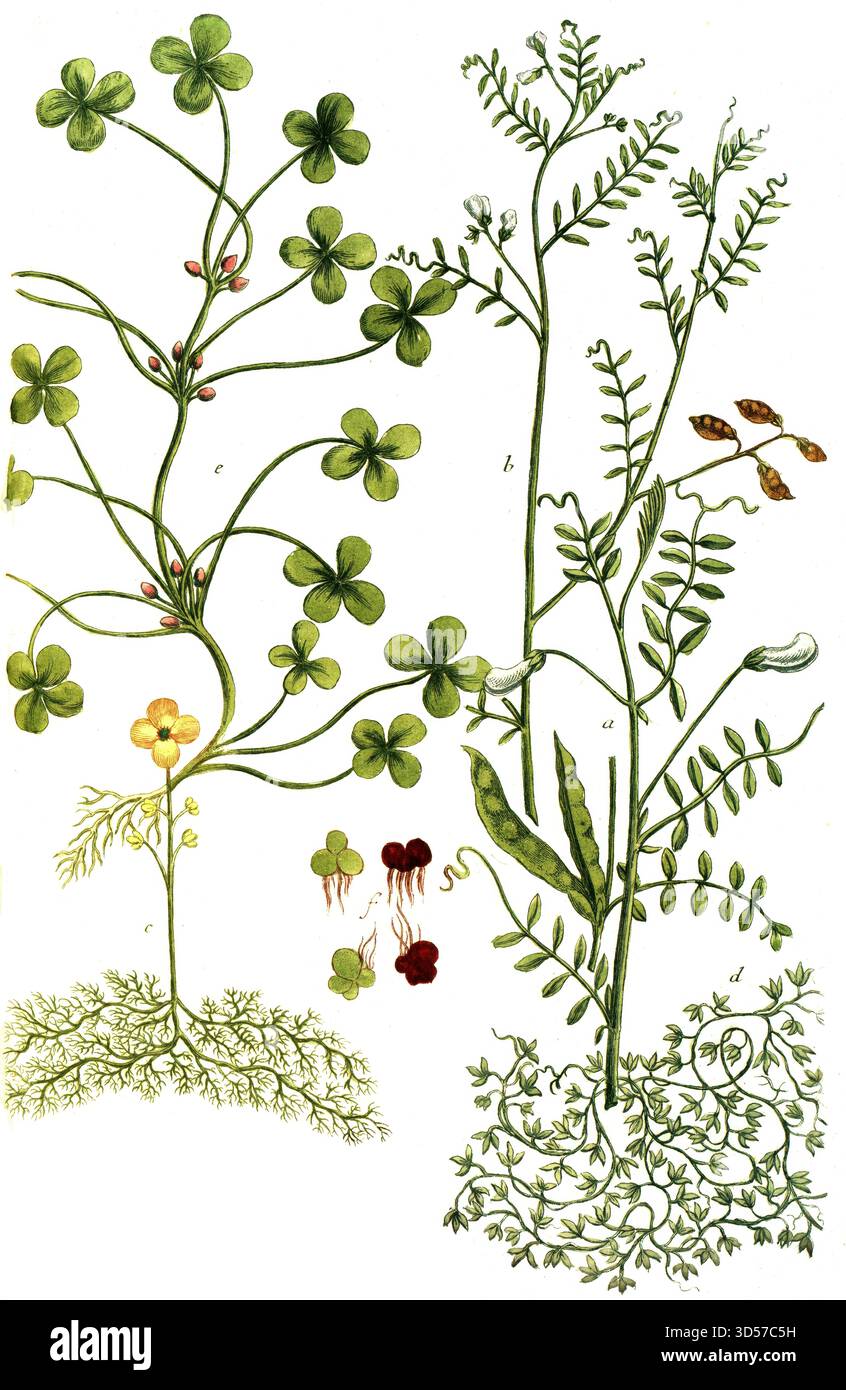 Botanik, Pflanzen, a. Objektiv Major (große Linse), B. Objektiv (Objektiv culinaris syn. Lentibularia, d. Lenticula aquatica, e. Lenticula palustris (Meereslinse), f. Lenticula palustris vulgaris, historische, authentische, digital restaurierte Reproduktion eines Originals aus dem 19. Jahrhundert, Datum nicht angegeben Stockfoto