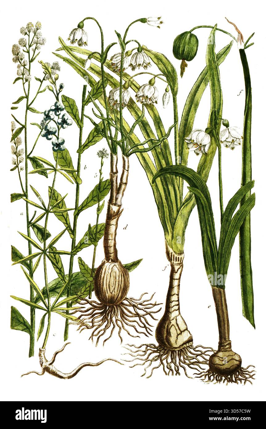Botanik, Pflanzen, a. Lepidium-Pfefferkraut, B. Lepidium glastifolium, Grasblättrige Kresse, c. Levcojum africanum, d. Levcojum bulbosum, e. Levcojum bulbosum, f. Levcojum culbosum hexaphyllon, historische, authentische, digital restaurierte Reproduktion eines Originals aus dem 19. Jahrhundert, Datum nicht angegeben Stockfoto