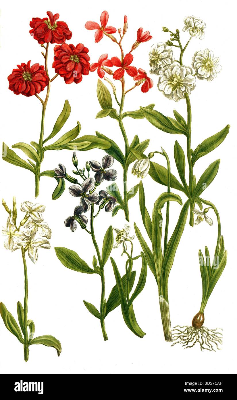 Botanik, Pflanzen, Sorten der Schneeflockenblume, a. Levcojum bulbosum hexaphyllon, B. Levcojum bulbosum traphyylon, c. Levcojum bulbosum flore pleno, d. Levcojum anuum, e. Levcojum diudurans Album, f. Levcojum diudurans Album flore pleno, g. Levcojum diudurans purpureum, h. Levcojum diudurans Stockfoto