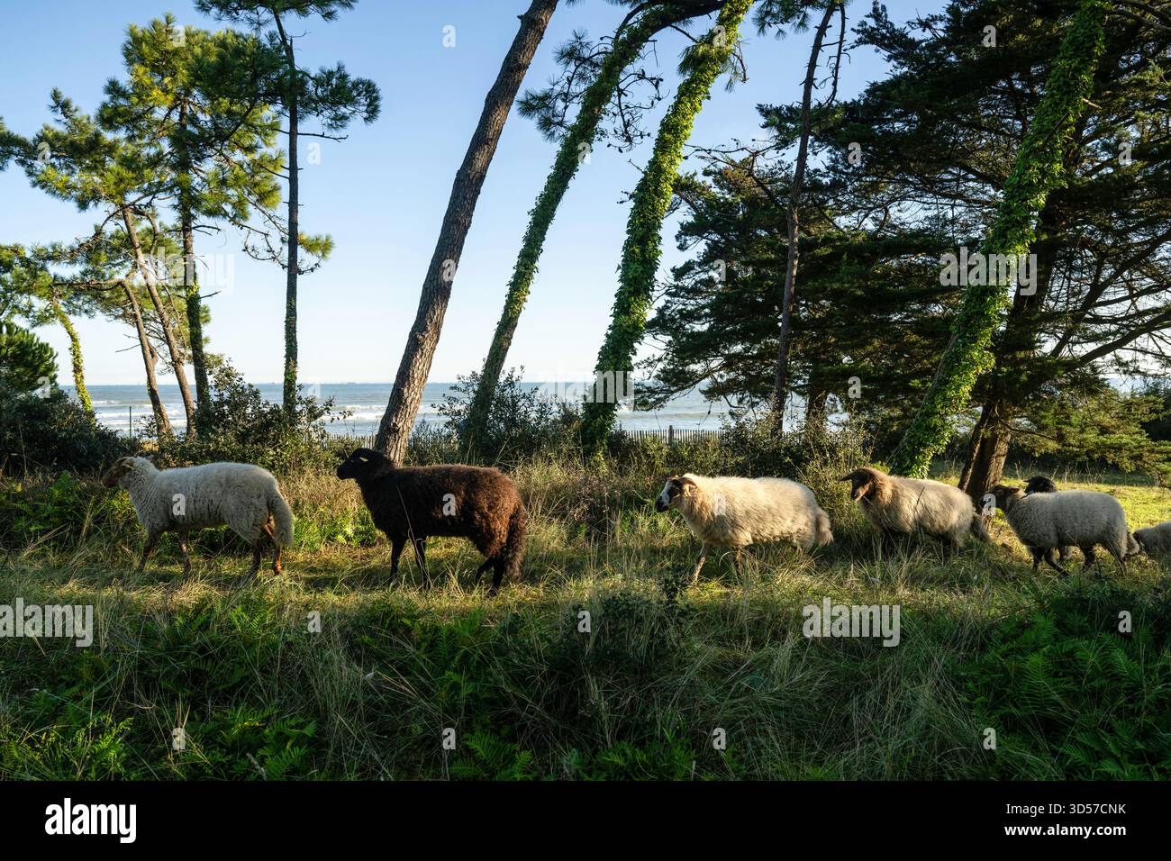 Insel ‚Ile d’Oléron‘, La Brée-les-Bains (vor den Küsten Westfrankreichs): Zwischen der Landzunge ‚pointe des Boulassiers‘ und dem Hafen von Douhet, lan Stockfoto