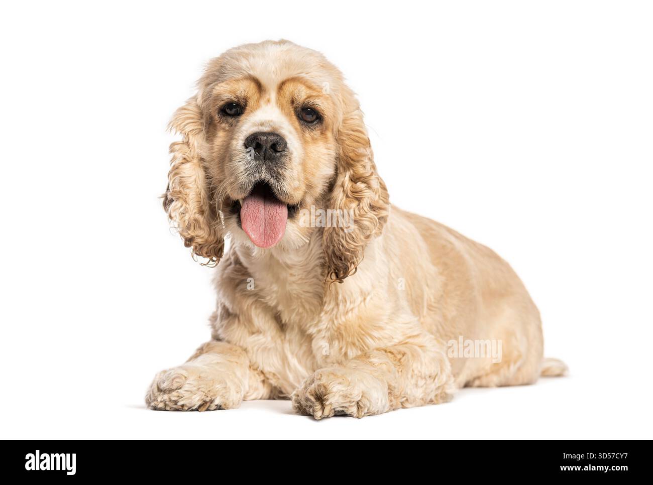Buff amerikanischer Cocker Spaniel, der auf weißem Hintergrund keucht und ruht Stockfoto