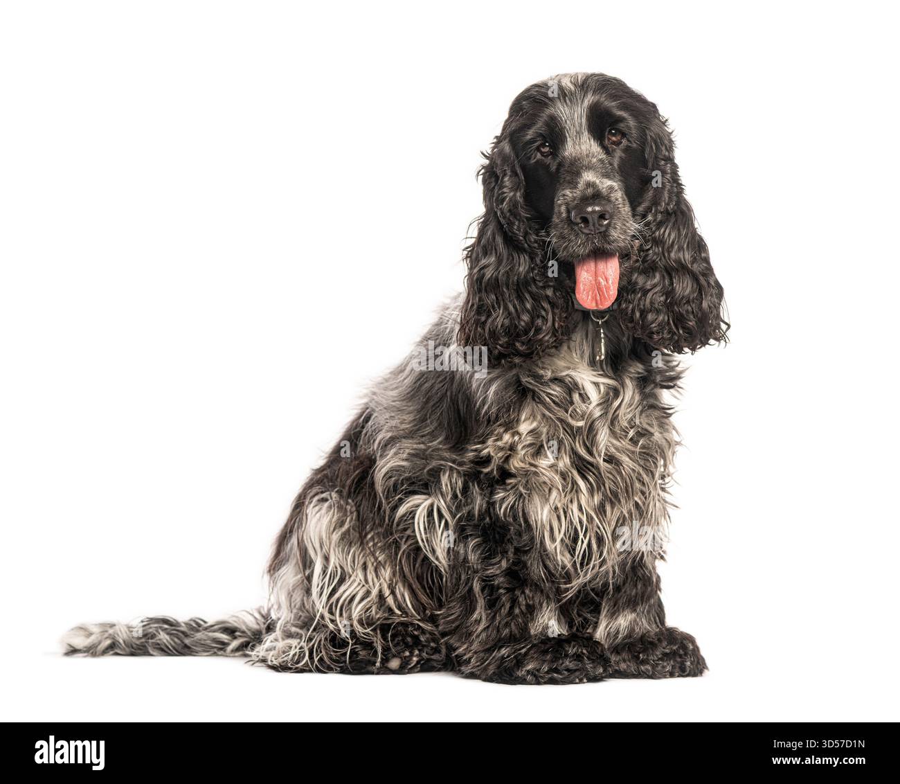 Englischer Cocker Spaniel sitzt und hecht auf weißem Hintergrund Stockfoto