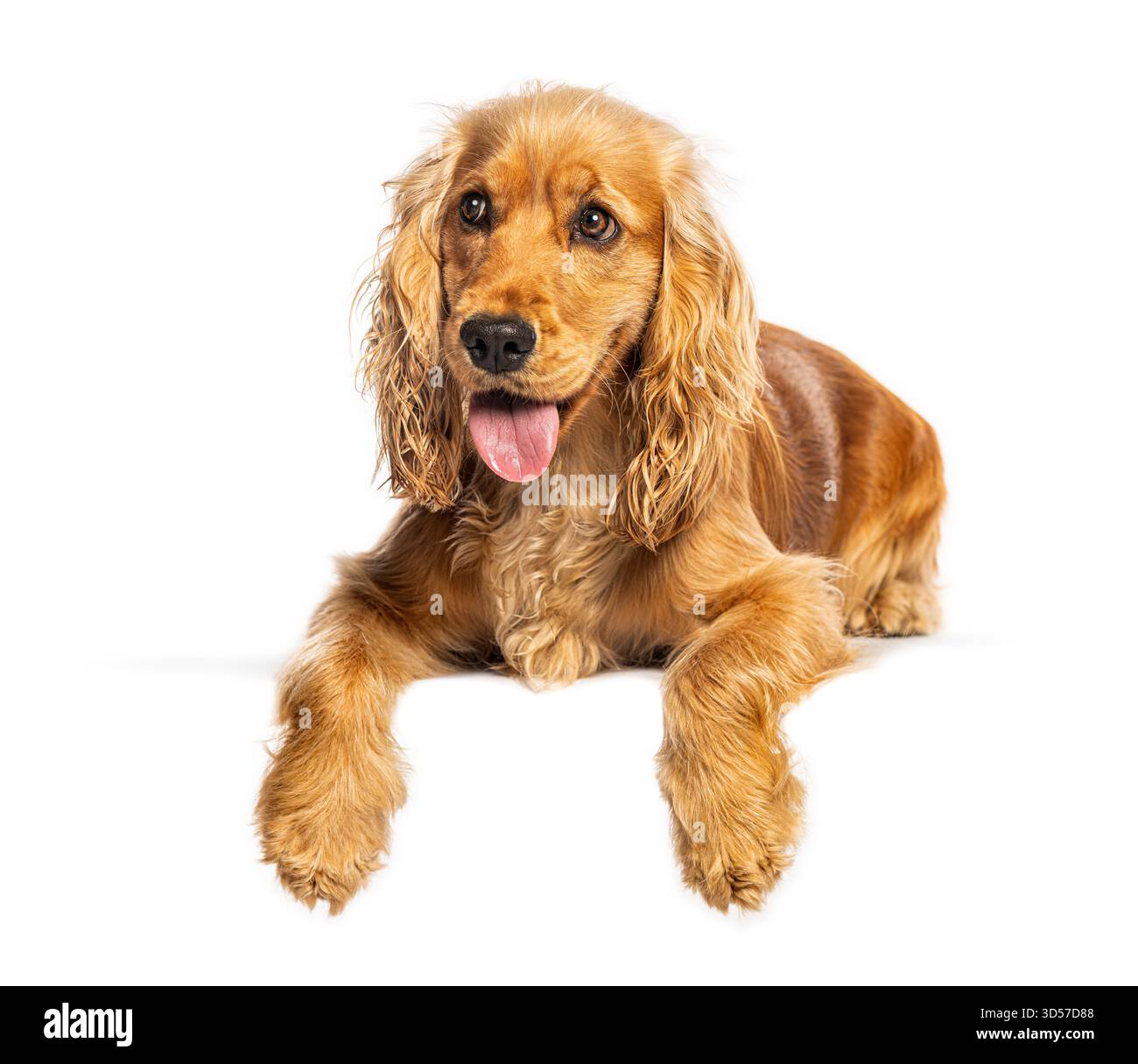 Goldener englischer Cocker Spaniel-Hund, der sich hinlegt, keucht und seine Zunge rausstreckt Stockfoto