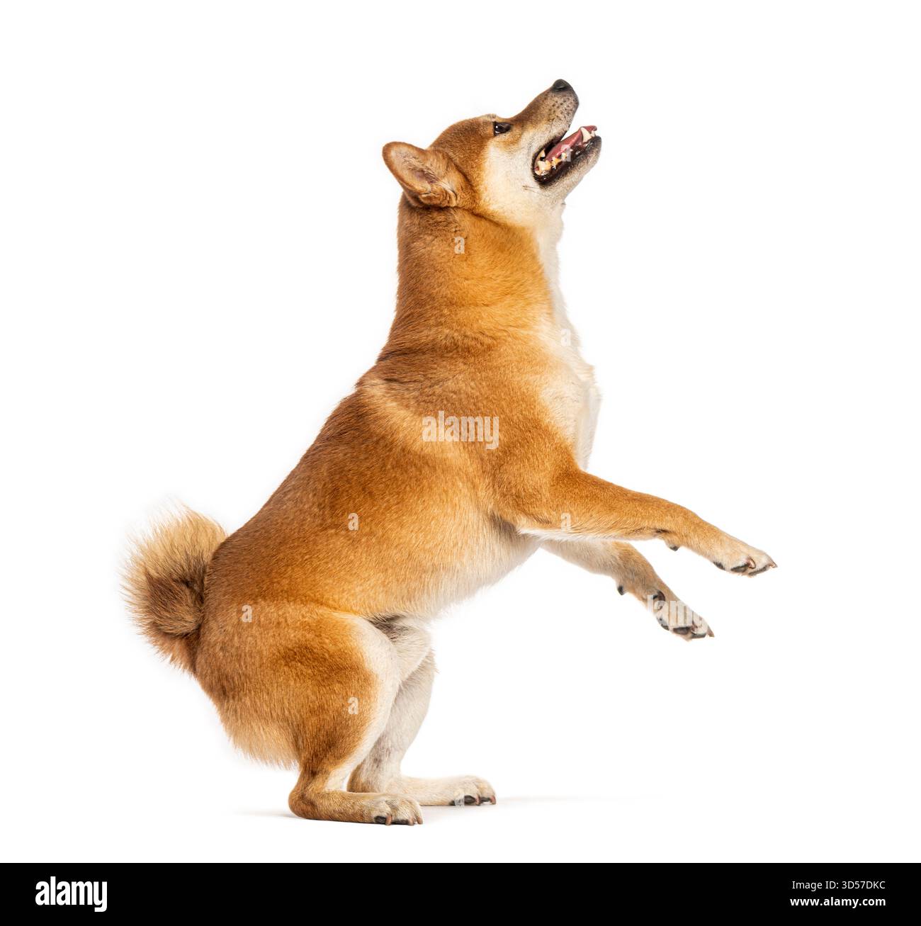 Shiba inu Hund, der auf den Hinterbeinen steht und mit offenem Mund nach oben blickt Stockfoto