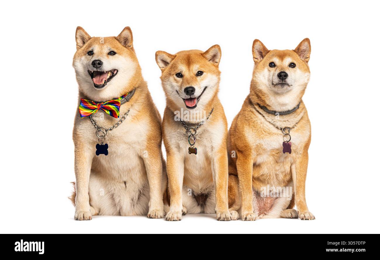 Drei shiba-inu-Hunde sitzen nebeneinander, tragen Kragen und Anhänger, einer trägt eine Schleife mit Regenbogen Stockfoto