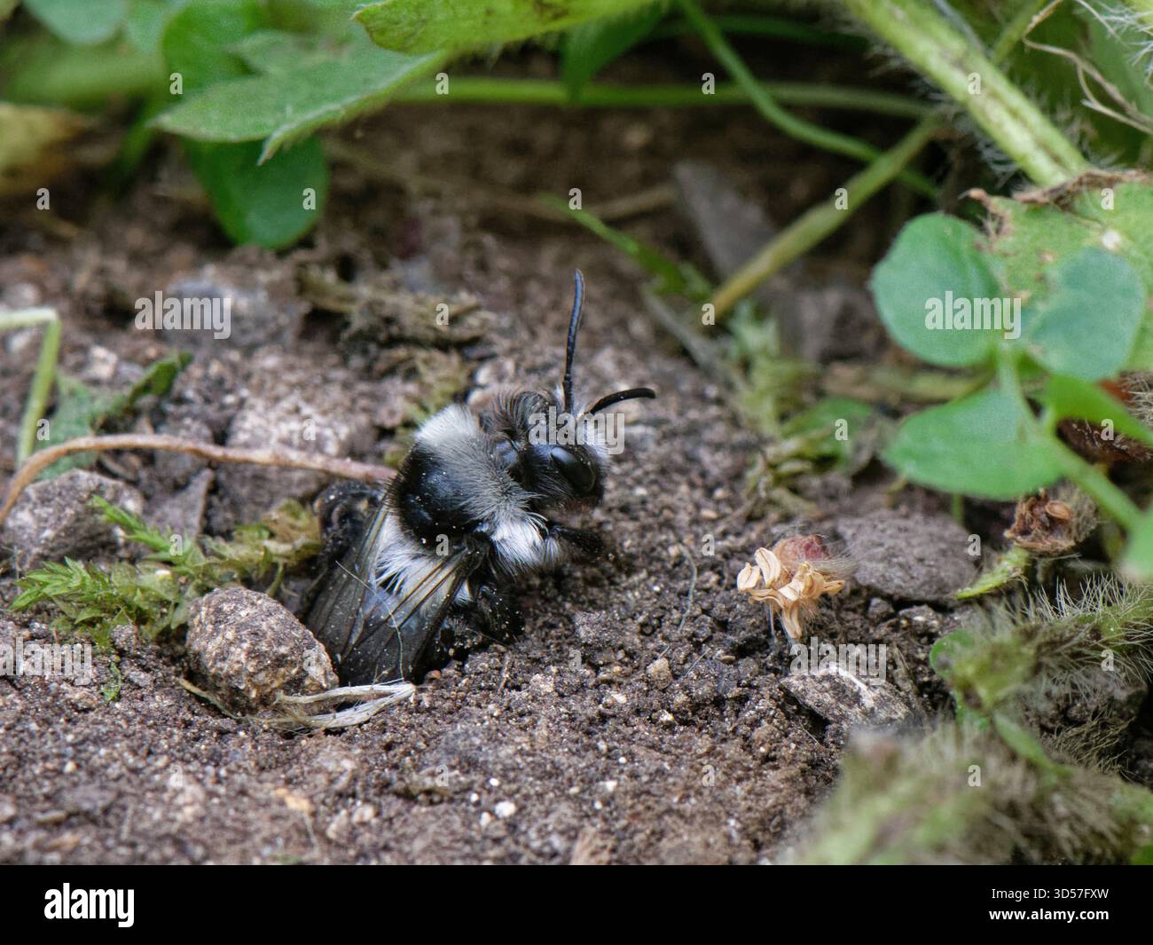 Grau / Ashy Bergbaubiene (Andrena cineraria), die aus ihrem Nestgraben in einem ungepflegten Gartenrasen auftaucht, Wiltshire, Großbritannien, Mai. Stockfoto