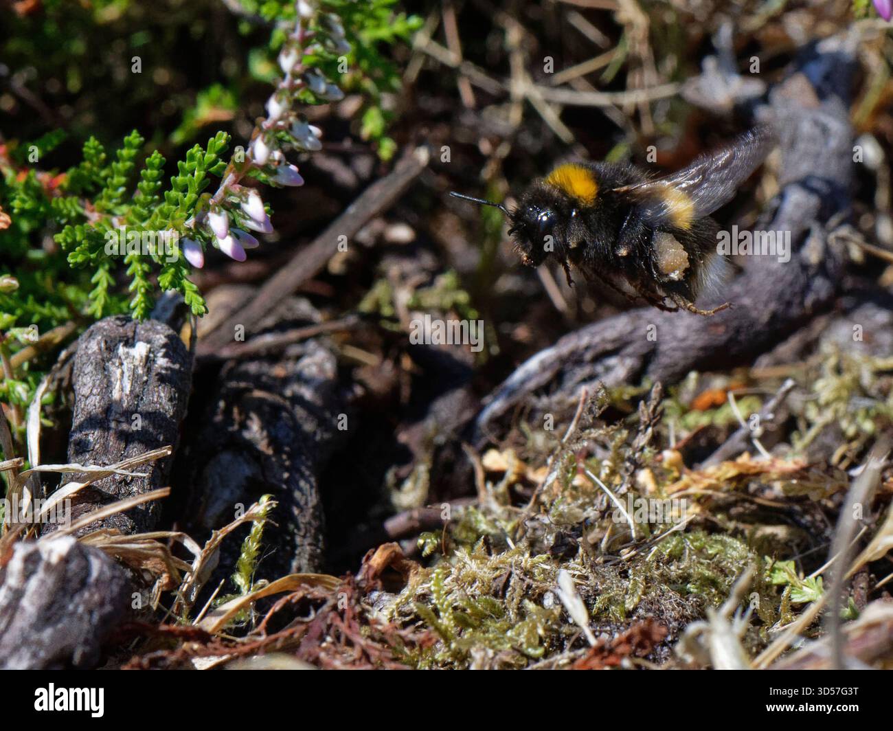 Hummel (Bombus terrestris) mit beladenen Pollensäckchen, die im Juli zu ihrer Nestgräbe auf Heidefläche fliegen, Dorset, Großbritannien. Stockfoto