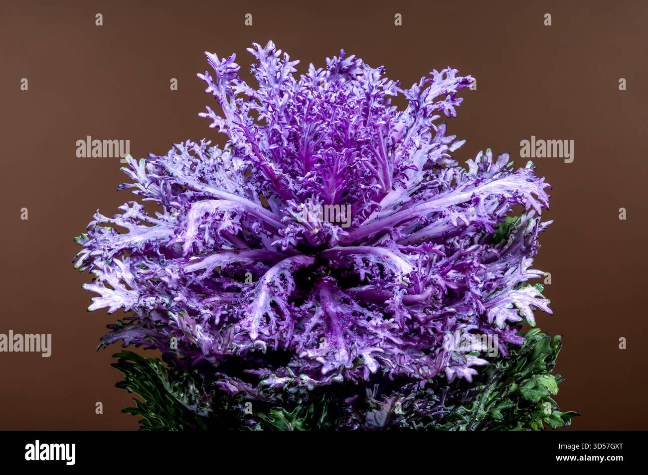Lebendiges lila Zierkohl Kopf vor einem warmen braunen Hintergrund Stockfoto