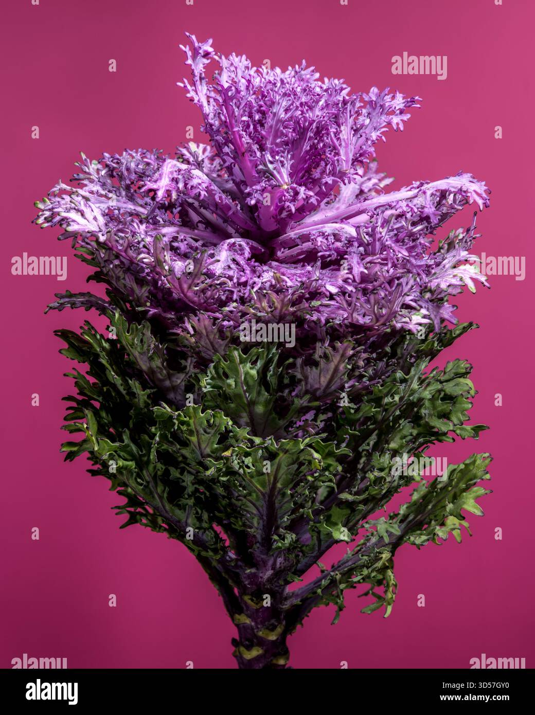 Violette dekorative Grünkohl-Blume auf rosa Hintergrund Stockfoto