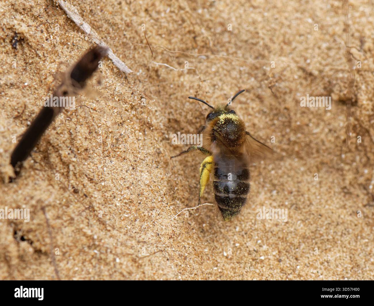 Early/Vernal Bergbaubiene (Colletes cunicularius), die zu ihrem Nestgraben in einer Sanddüne mit Pollenbelastung fliegt, Merthyr Mawr NNR Wales, Großbritannien Stockfoto