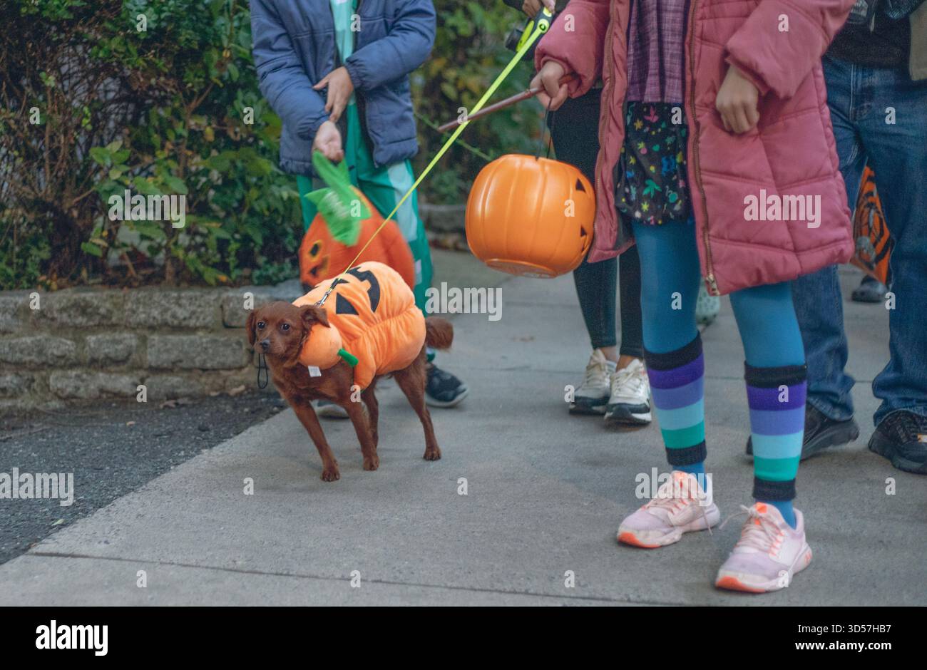 Ein kleiner brauner Hund trägt ein Kürbiskostüm während eines Spaziergangs Stockfoto