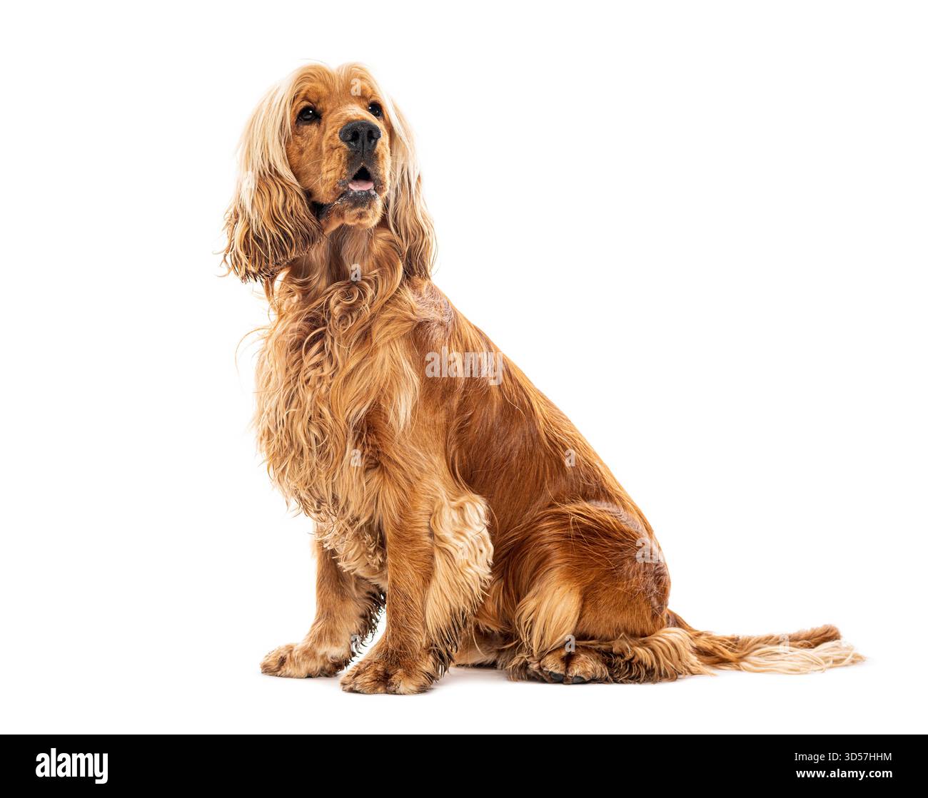 Studio-Aufnahme von wunderschönem Hund, reinrassigem Cocker Spaniel, der isoliert über weißem Hintergrund posiert Stockfoto