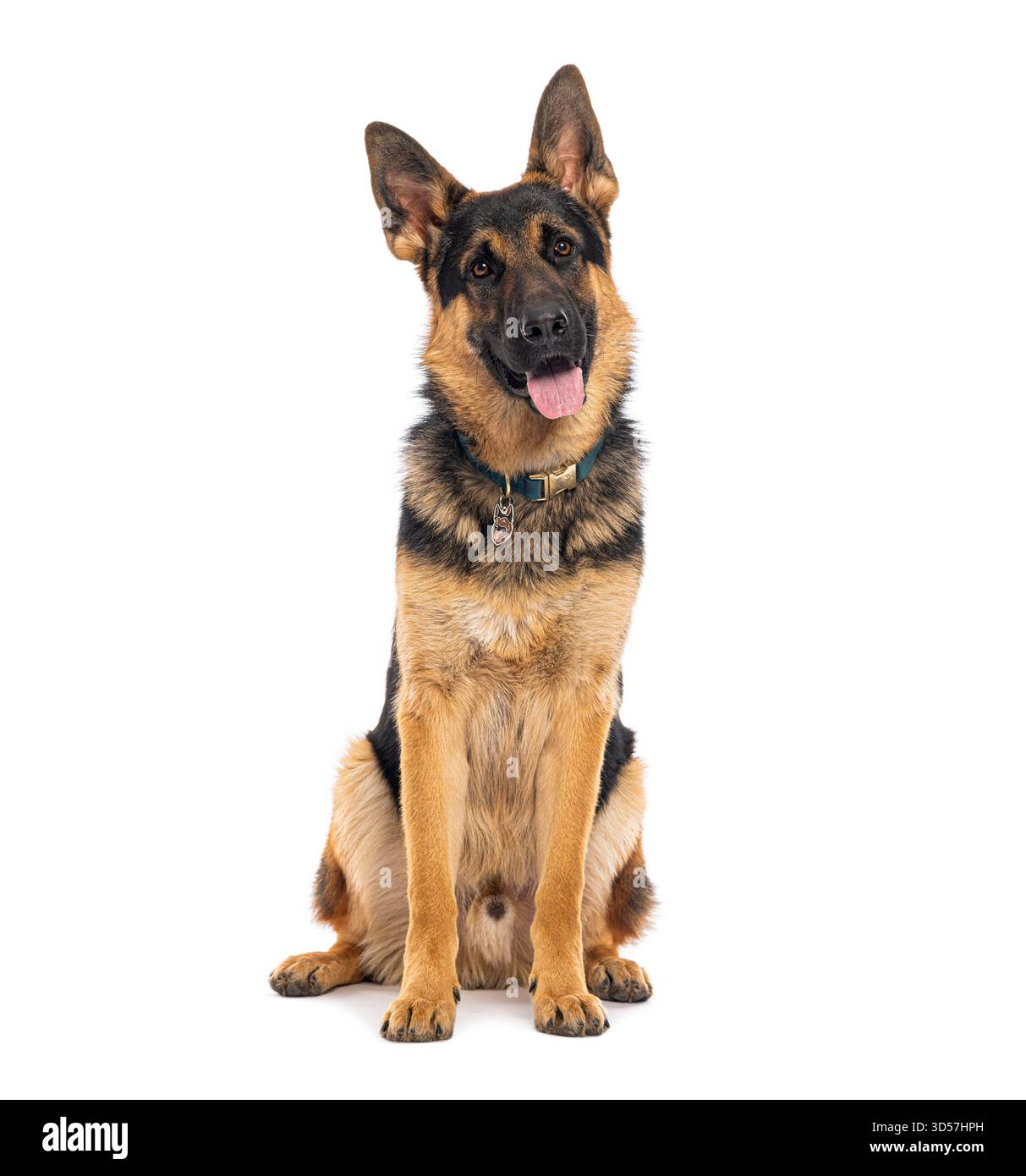 Studio-Aufnahme eines deutschen Hirtenhundes, der vor weißem Hintergrund sitzt und keucht Stockfoto