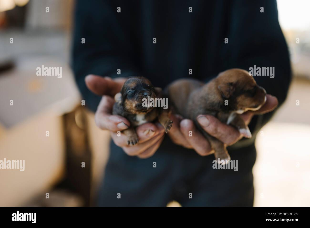 Niedliche Welpen, die von einer Person in einer sonnigen Umgebung im Freien gehalten werden Stockfoto