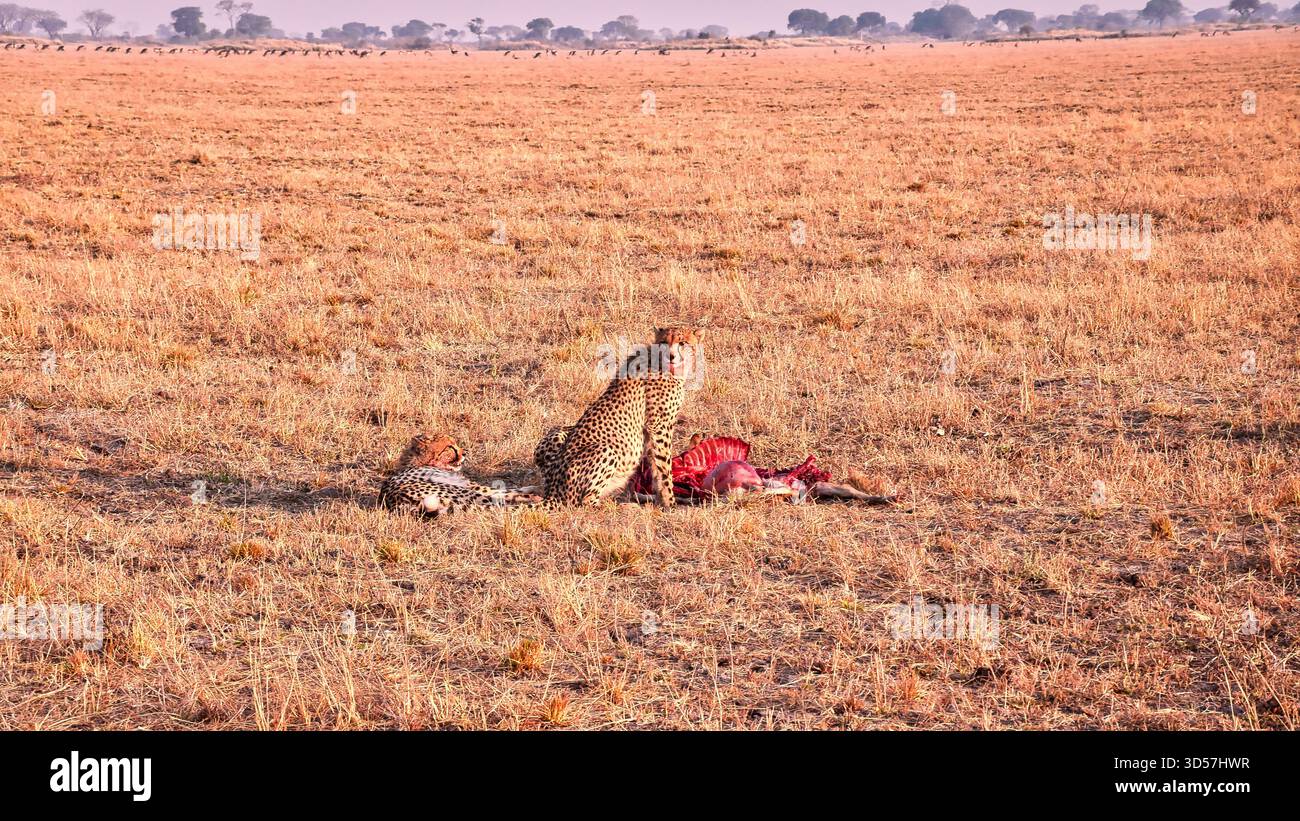 Gepard auf der afrikanischen Savanne mit einem gejagten Huftier Stockfoto