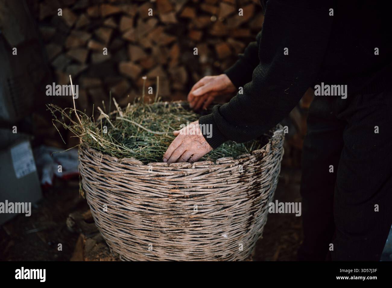 Hände legen Heu vorsichtig in einen großen gewebten Korb Stockfoto