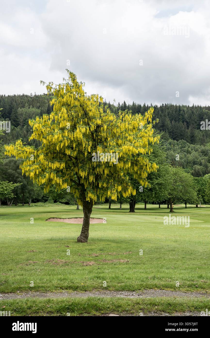 Laburnum-Baum Laburnum anagyroides Stockfoto