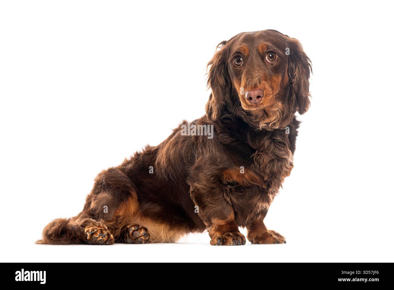 Schokolade und brauner, langhaariger Dackel, der auf weißem Hintergrund aufmerksam sitzt Stockfoto