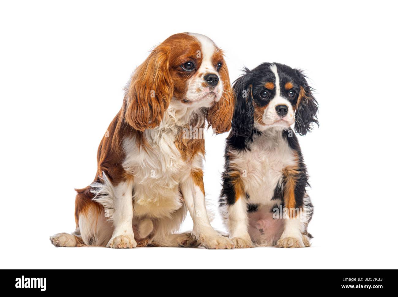 Cavalier-König charles Spaniels sitzt und blickt weg auf weißem Hintergrund Stockfoto
