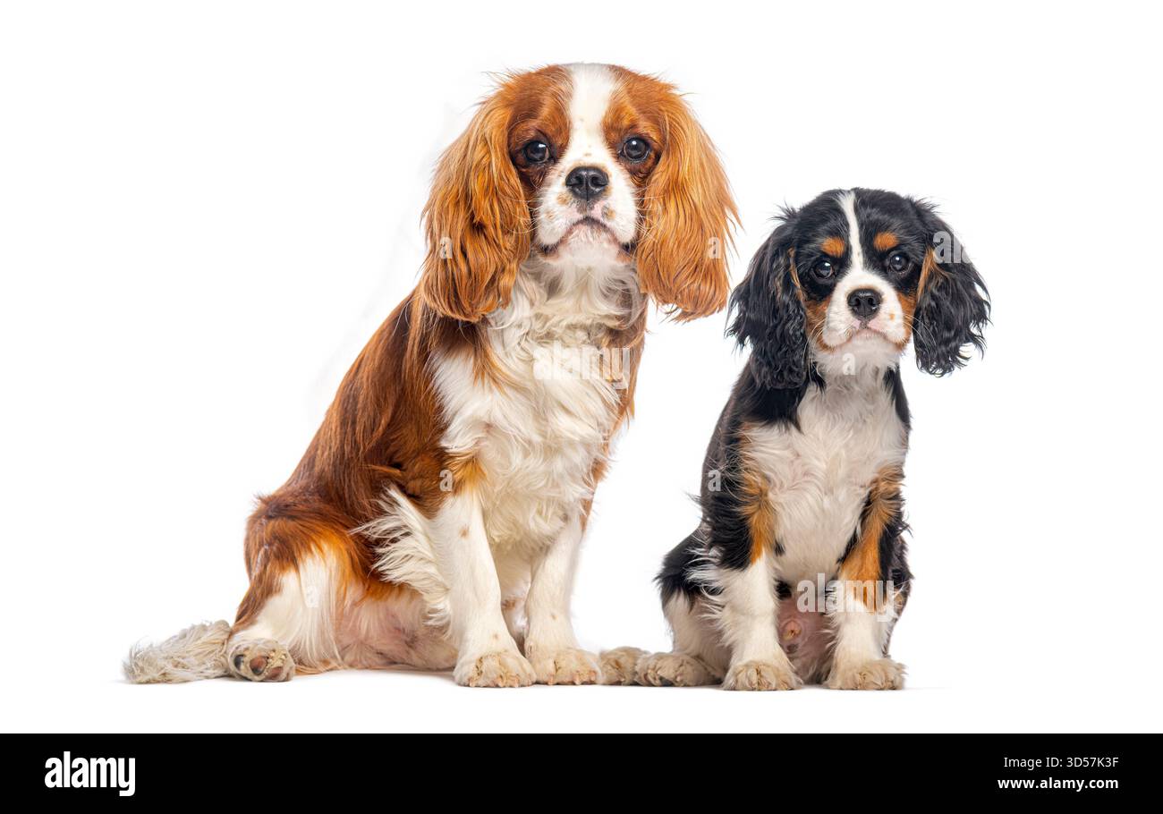 Erwachsener und Welpe Kavalier König charles Spaniels sitzen auf weißem Hintergrund Stockfoto