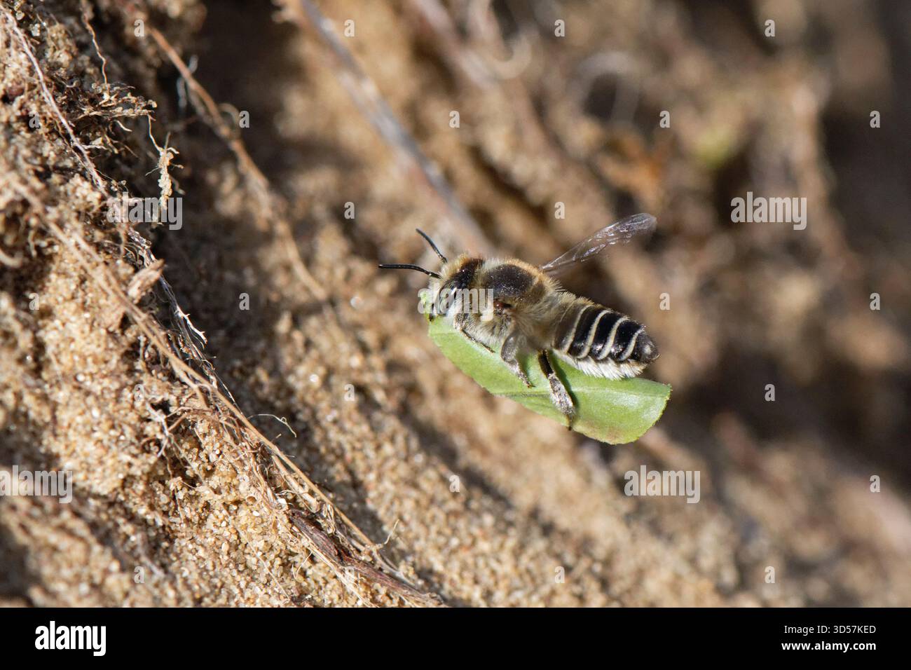 Silberne Blattschneider-Biene (Megachile leachella), die in Sanddünen zum Nisten fliegt, mit einem geschliffenen Blattkreis, um ihr Nest zu säumen, Kenfig NNNR, Wales, Vereinigtes Königreich Stockfoto