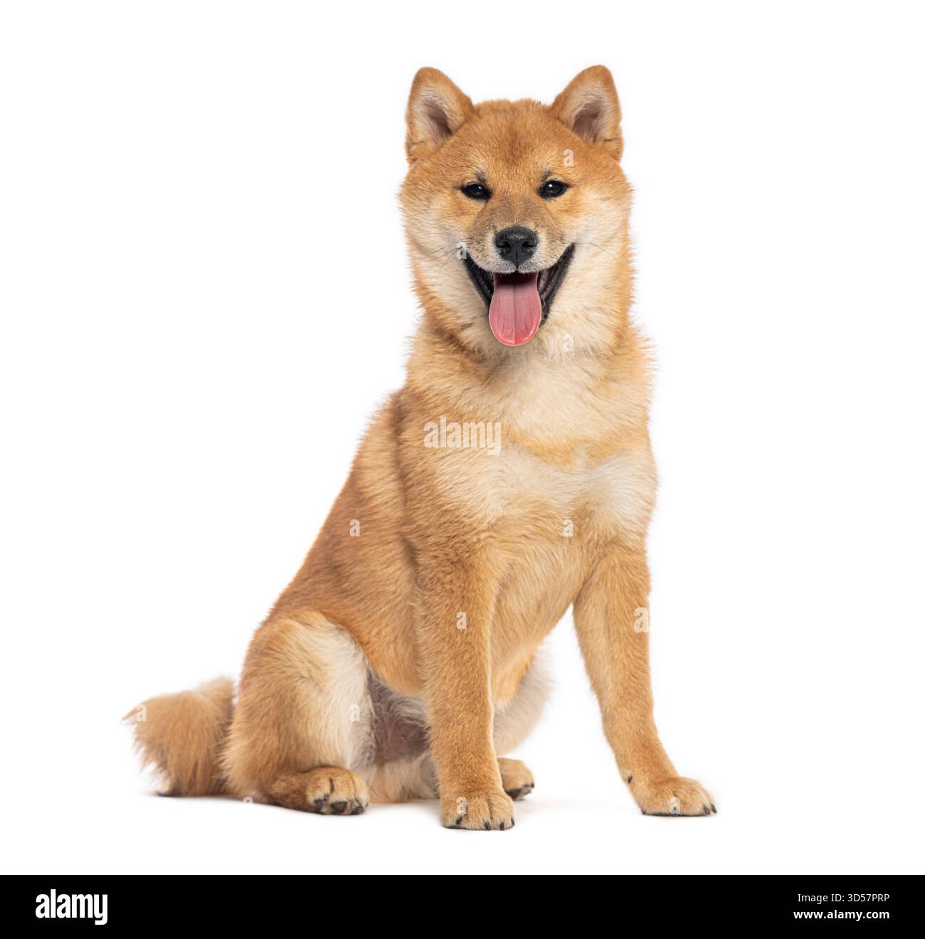 Studio-Aufnahme eines shiba-inu-Hundes, der vor weißem Hintergrund sitzt und keucht Stockfoto