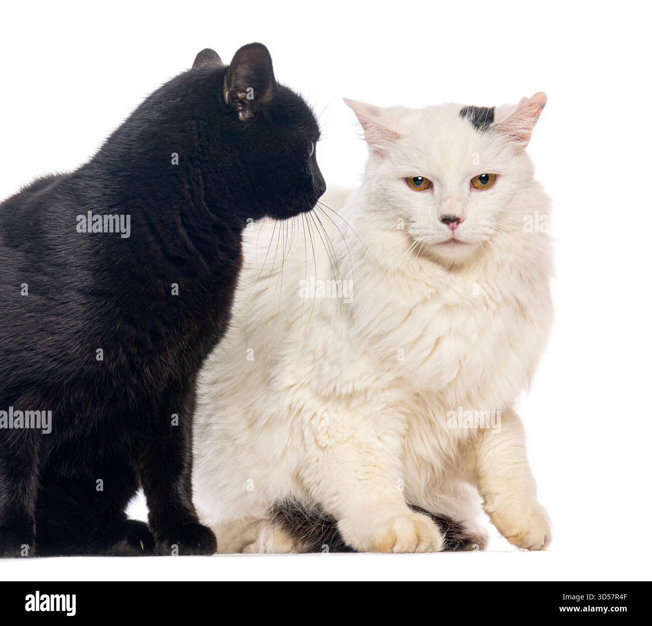 Schwarze Katze riecht eine weiße Katze auf weißem Hintergrund, Haustiere drinnen Stockfoto