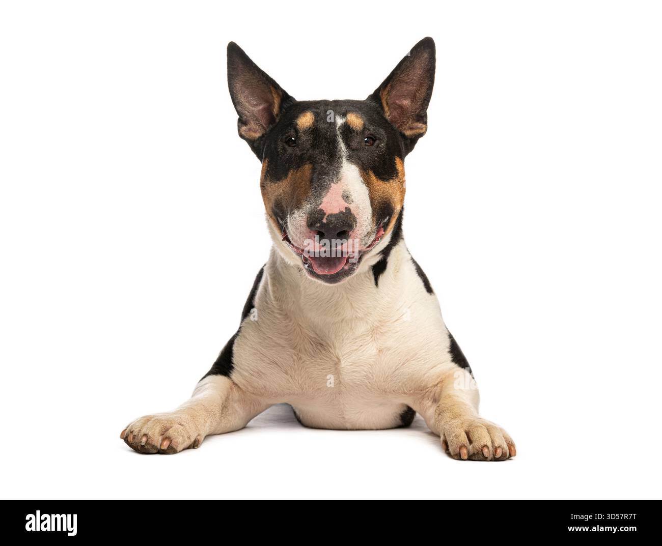 Bullterrier liegend, keuchend und blickend auf weißem Hintergrund nach vorne Stockfoto