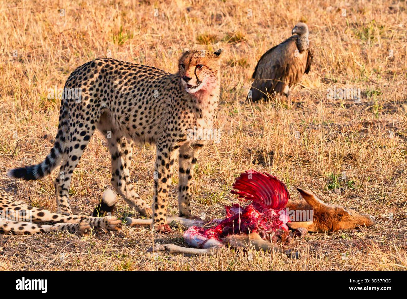 Gepard auf der afrikanischen Savanne mit einem gejagten Huftier Stockfoto