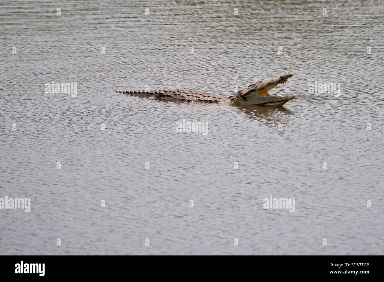Ein Krokodil (Familie Crocodylidae) oder echtes Krokodil ist ein großes, semiaquatisches Reptil, das in den Tropen Afrikas, Asiens, Amerikas und Amerikas lebt Stockfoto