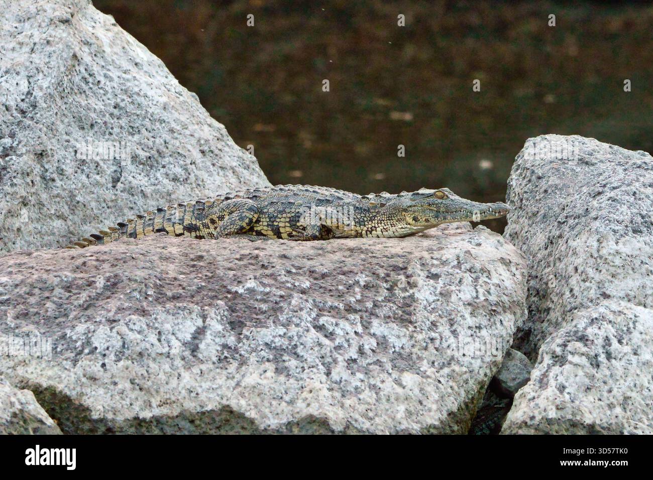 Ein Krokodil (Familie Crocodylidae) oder echtes Krokodil ist ein großes, semiaquatisches Reptil, das in den Tropen Afrikas, Asiens, Amerikas und Amerikas lebt Stockfoto