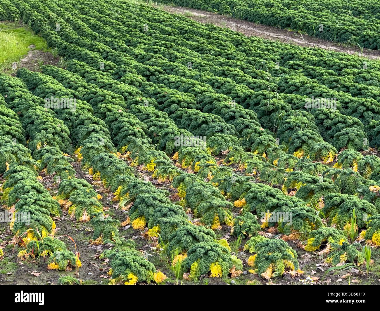 Ein Brokolli-Feld in Lancashire im Vereinigten Königreich - Smartphone-aufgenommenes Stockfoto