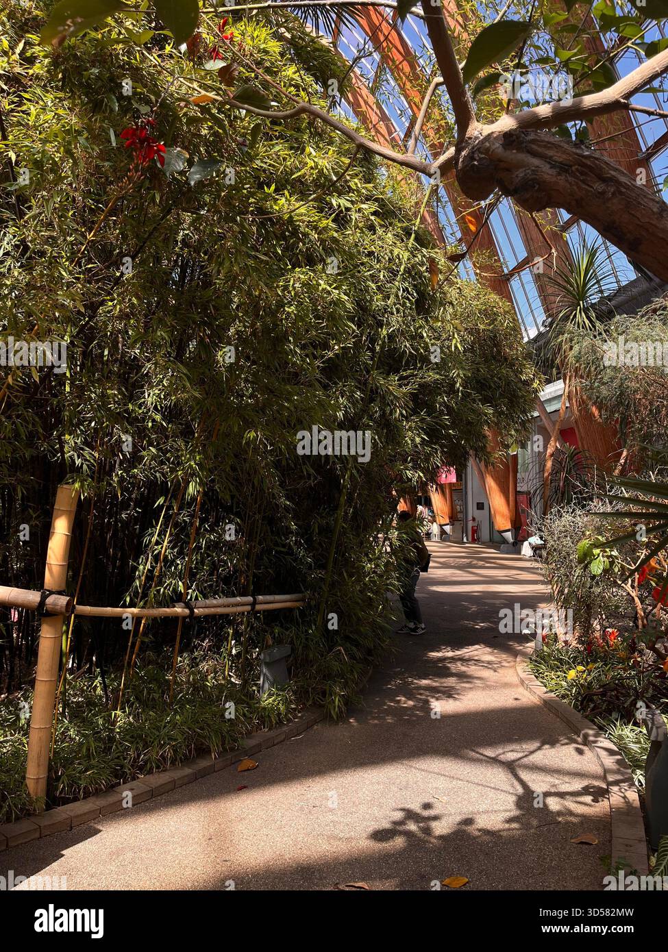Ein üppiger Indoor-Pfad, umgeben von dichten tropischen Pflanzen im Sheffield Botanical Gardens Gewächshaus. Sonnenlicht beleuchtet den Gehweg, Stockfoto