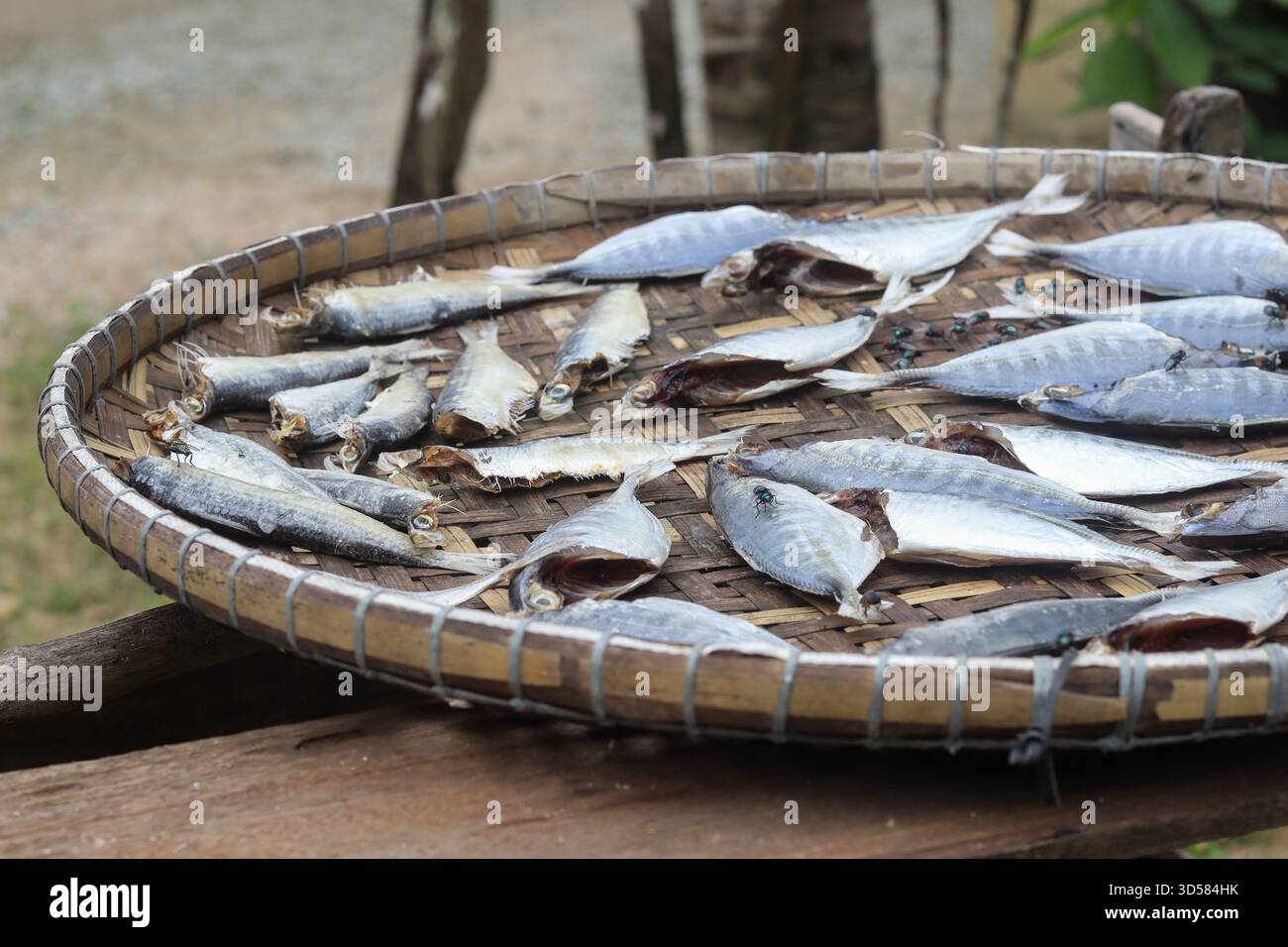 Traditionelle malaysische oder südostasiatische Methode, gesalzenen Fisch auf einem großen runden, gewobenen Bambustablett im Freien zu sonnen Stockfoto