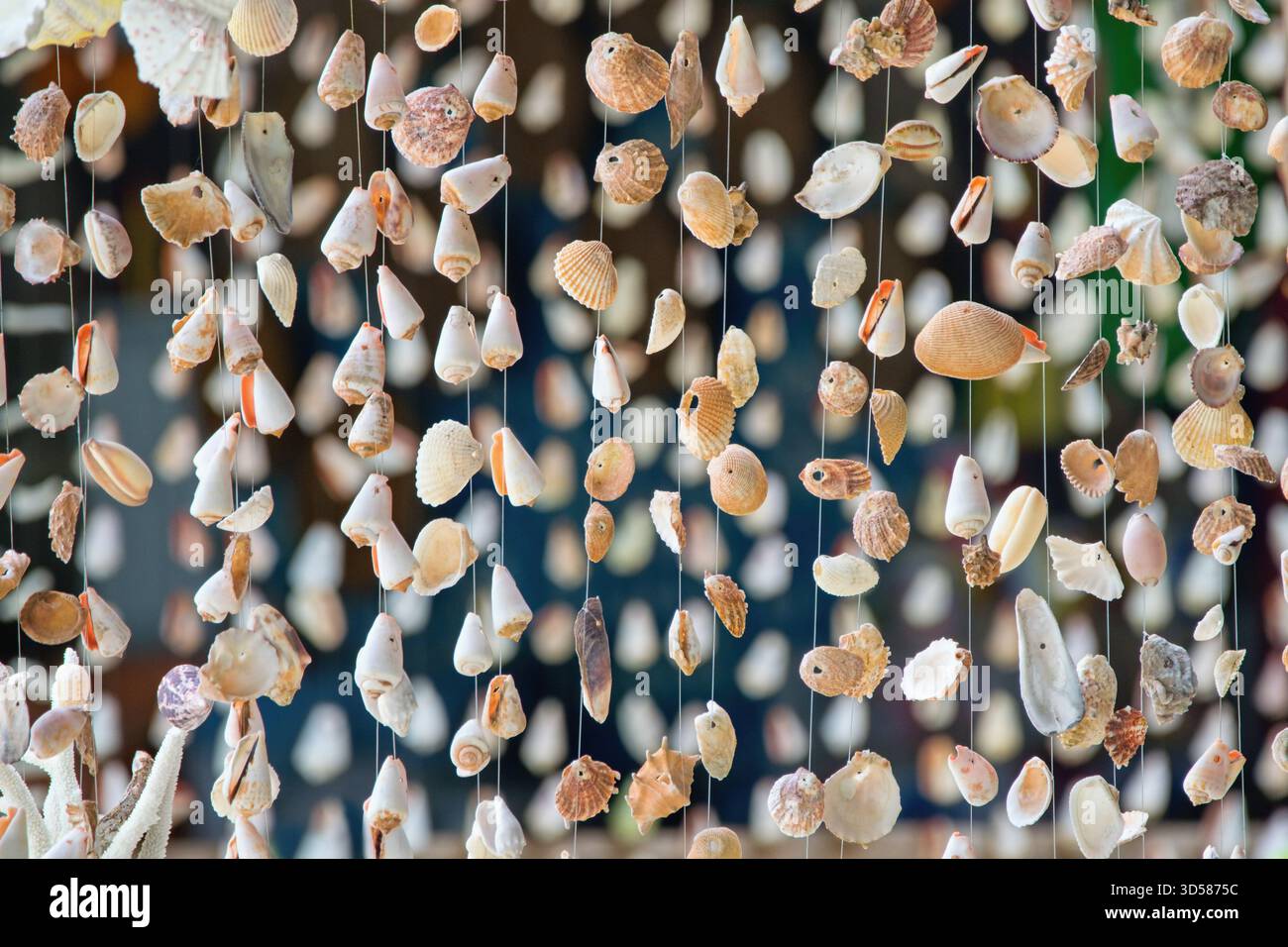 Hängende Muscheln als natürliche Wohndekoration Stockfoto