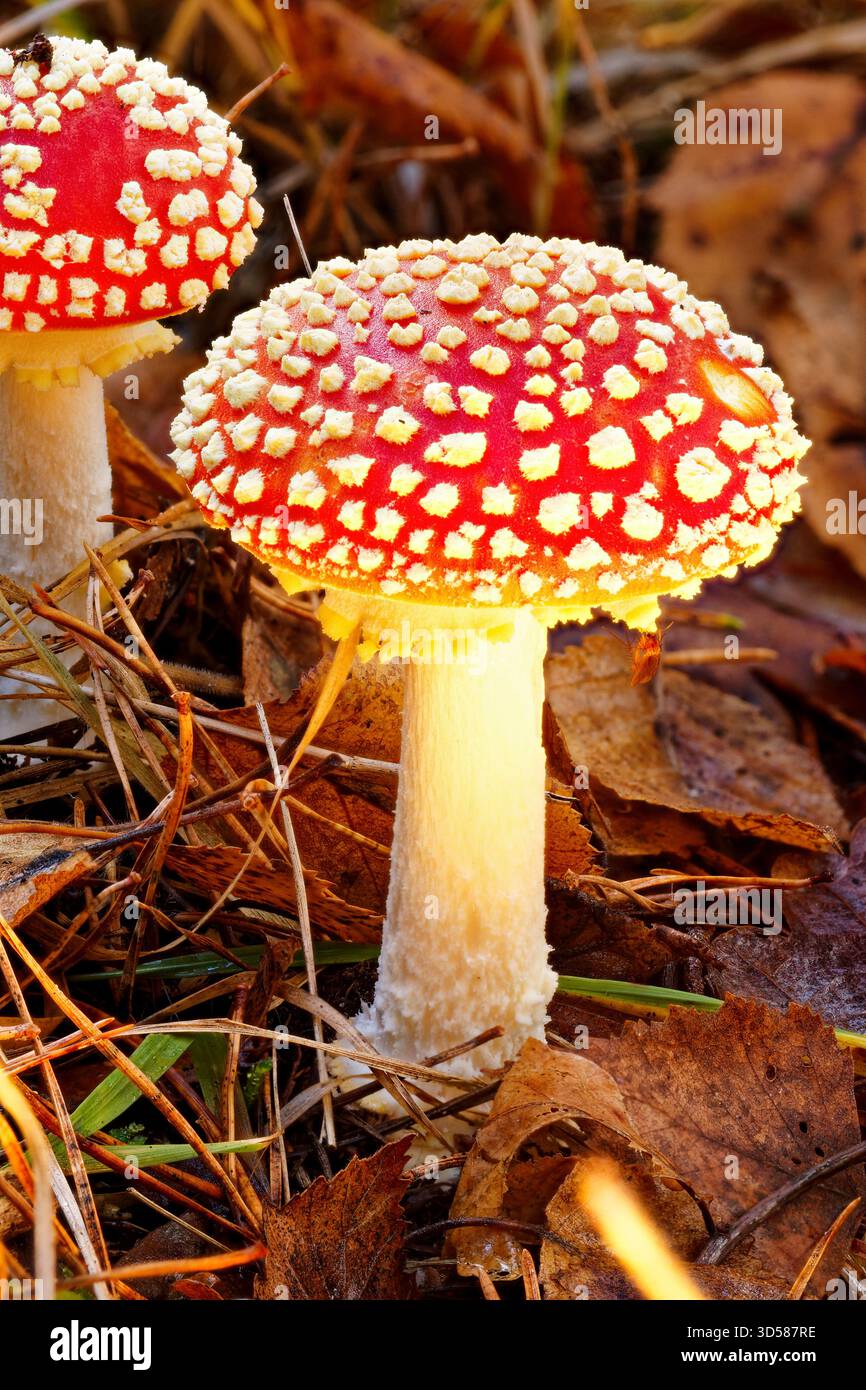 Fliegenpilz - Amanita muscaria Stockfoto