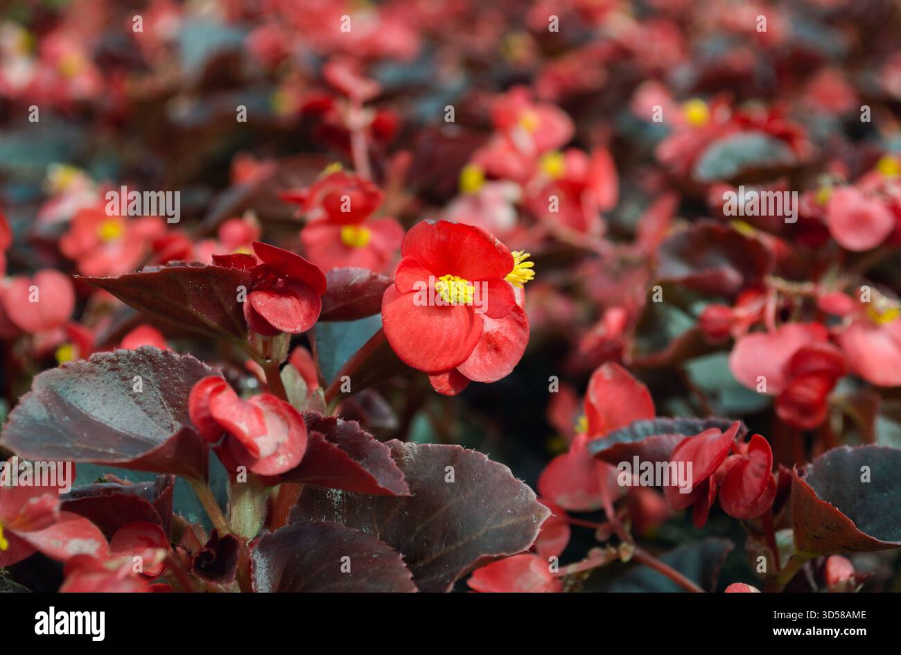 Nahaufnahme einer hellroten Blume mit gelben Staubblättern Stockfoto