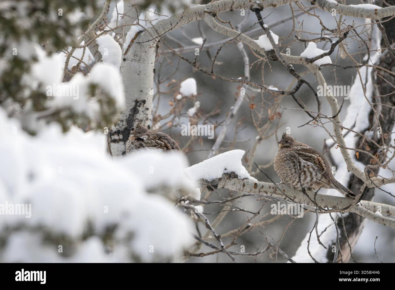 Ruffed Grouse / Kragenhuehner (Bonasa Umbellus), thront auf einem Baum, perfekte Tarnung im Winter, Schnee, Yellowstone Area, Kalifornien, USA. Stockfoto