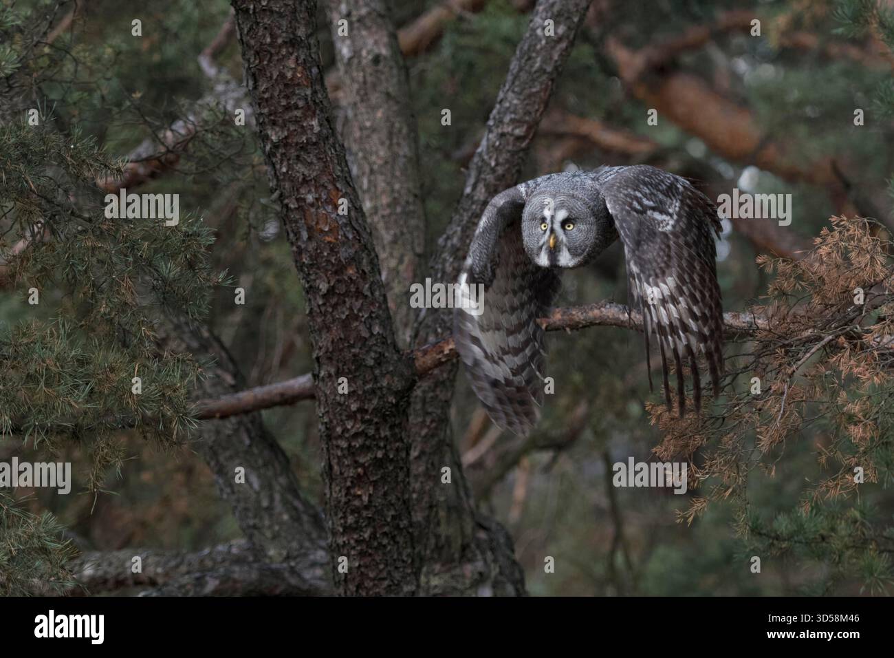 Bartkauz/Bartkauz (Strix Nebulosa) nimmt für die Jagd, im Flug, Fliegen, frontale Side Shot, Schlagen mit den Flügeln, im Herbst, Europa. Stockfoto