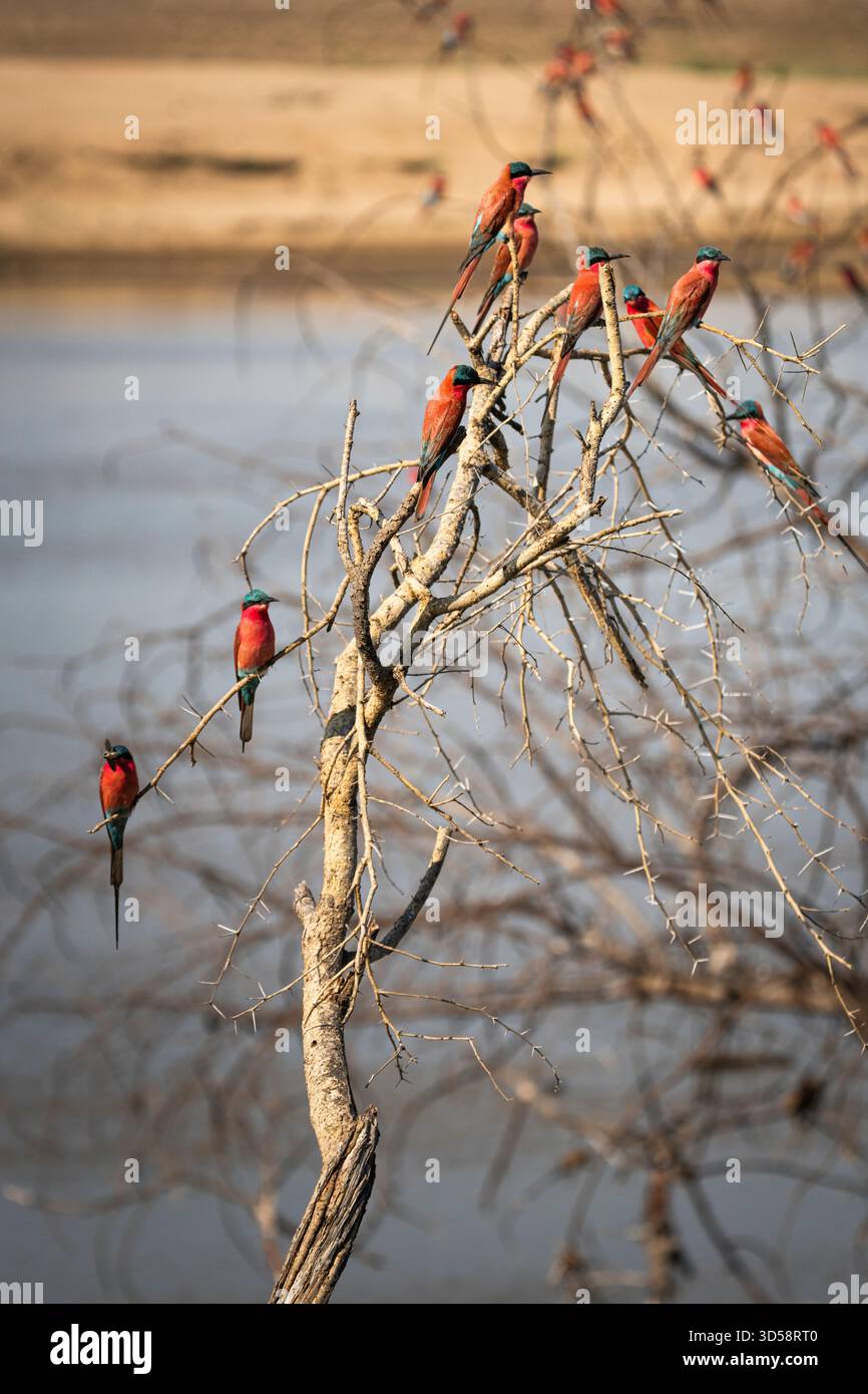 Südliche Karminbienenfresser, Merops nubicoides, viele Vögel kommen auf einem toten Baum zusammen, um sich auszuruhen und sich von Insekten zu ernähren. South Luangwa Park, Sambia Stockfoto