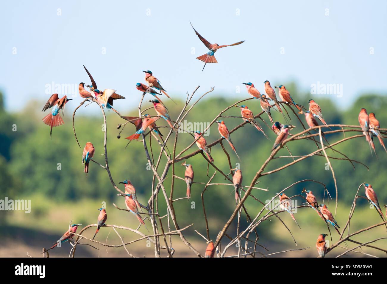 Südliche Karminbienenfresser, Merops nubicoides, eine Herde, die auf einem toten Baum sitzt. South Luangwa National Park, Sambia Stockfoto