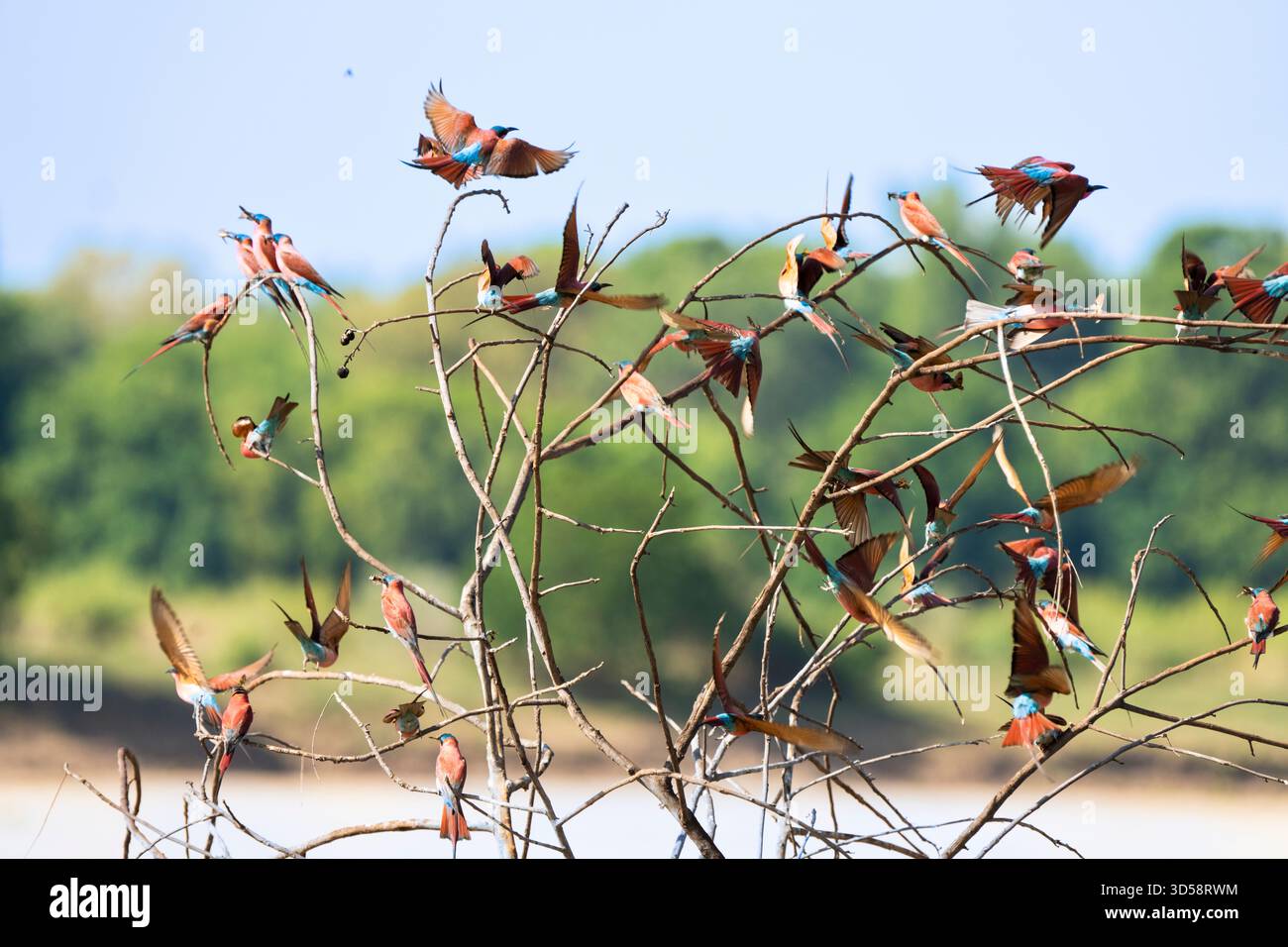 Südliche Karminbienenfresser, Merops nubicoides, eine Herde, die auf einem toten Baum sitzt. South Luangwa National Park, Sambia Stockfoto