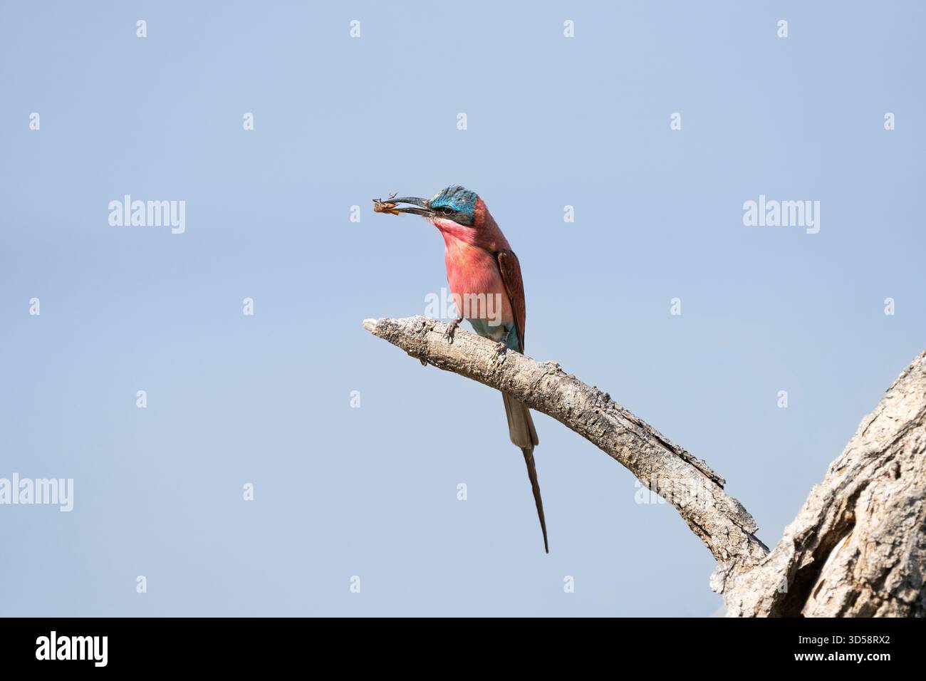 Südkarminbienenfresser, Merops nubicoides, auf einem Ast. Der Vogel hat ein Insekt gefangen. South Luangwa National Park, Sambia Stockfoto