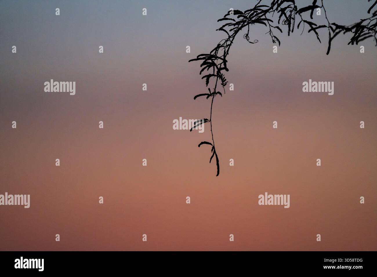 Afrikanischer Sonnenuntergang über dem Chobe River in Botswana. Die Sonne leuchtet in wunderschöner roter Farbe. Kasane, Botswana, Afrika Stockfoto