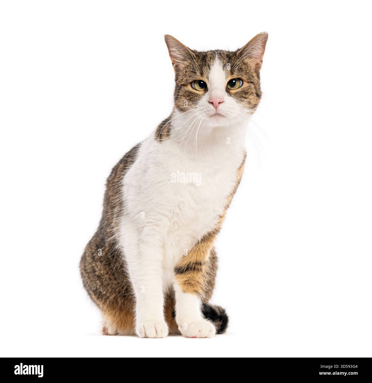 Europäische Hauskatze sitzend und blickend mit blinkenden Augen, isoliert auf weißem Hintergrund Stockfoto