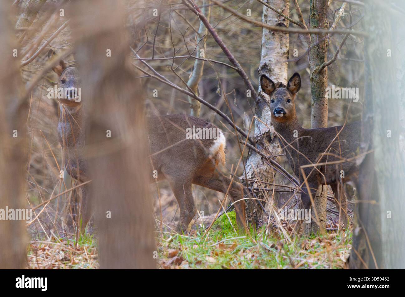 Rotwild versteckt sich im Winter im Wald, County Durham, England, Großbritannien. Stockfoto