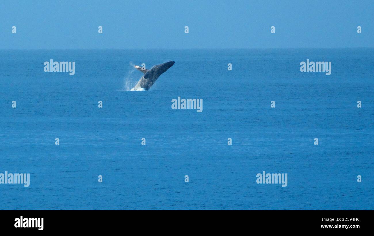 Grauwale brechen vor Los Cabos, Baja California Sur, Mexiko Stockfoto