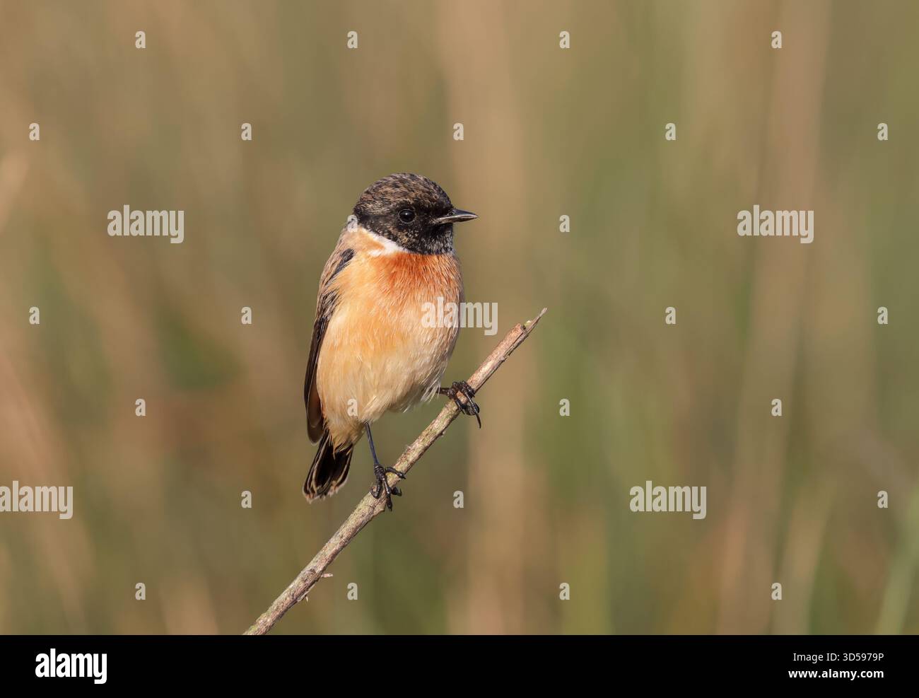 Erwachsener männlicher sibirischer Stonechat. Dieses Foto wurde aus Chittagong, Bangladesch, aufgenommen Stockfoto
