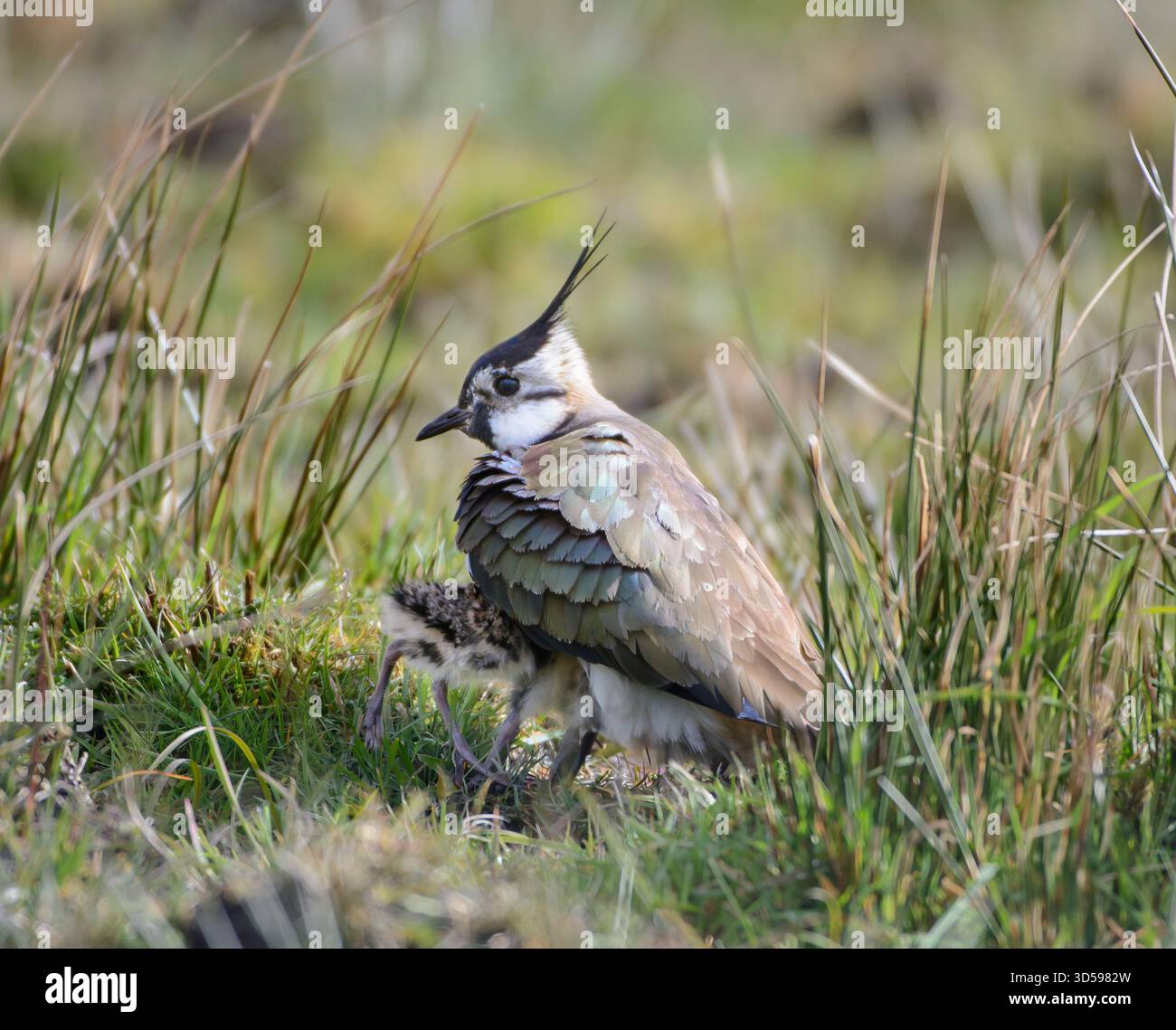 Northern Lapwing Vanellus vanellus, brütende Küken in Hochland mit Sträuchern, Upper Teesdale, North Pennines, County Durham, England, Großbritannien, Mai. Stockfoto
